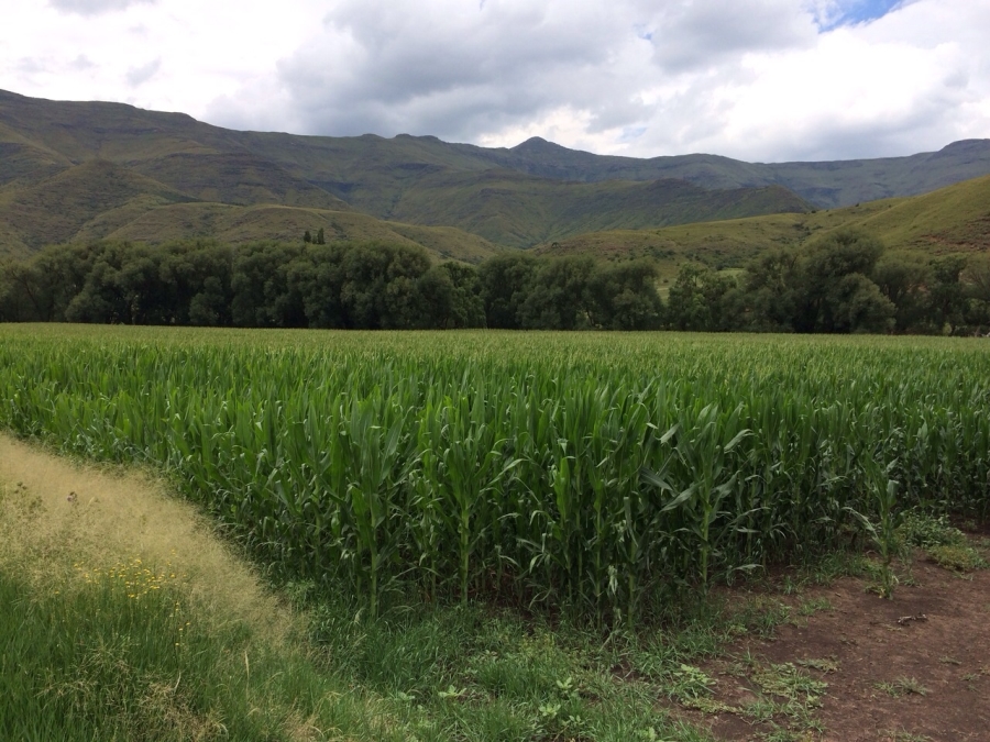 0 Bedroom Property for Sale in Barkly East Rural Eastern Cape